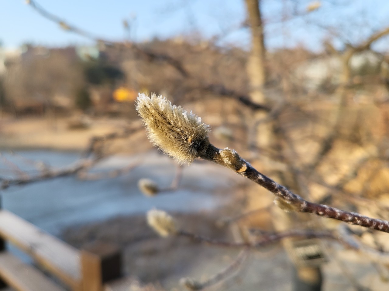 화성시 송동의 한 공원 큰 별 목련나무에 새순이 돋아나 있다. 16일 일요일인 오늘 경기·인천지역은 새벽부터 차차 맑아지겠다. (사진=김소영 기자)
