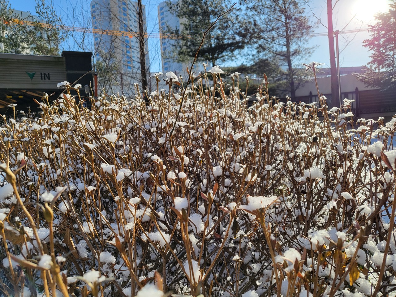 의왕시 오전동의 한 아파트 단지 철쭉 위에 눈이 쌓여 있다. 30일 목요일인 오늘 경기·인천지역은 대체로 맑다가 차차 구름이 많아지겠다. 낮 동안 곳에 따라 눈이 내리겠다. (사진=김유정 기자)