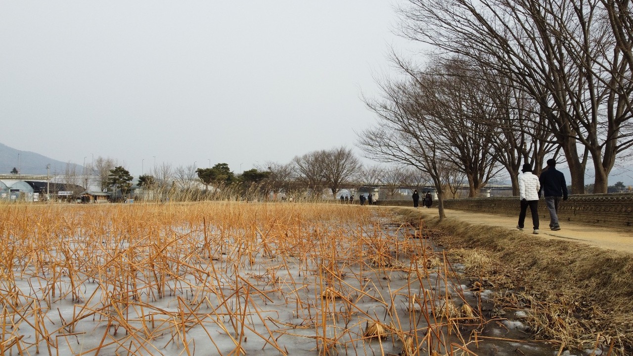 양평 두물머리 연꽃밭 옆에서 관광객이 걷고 있다. 17일 목요일인 오늘 경기·인천지역은 대기가 건조하고, 대체로 맑겠다. (사진=장은기 기자)