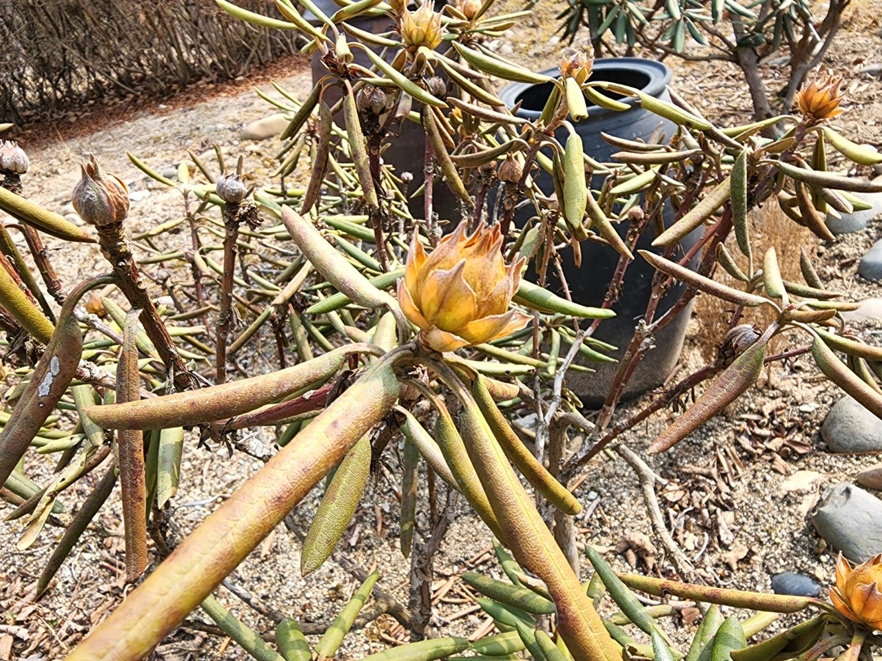 여주황학산수목원에 만병초가 꽃망울 터뜨릴 준비를 하고 있다. 8일 화요일인 오늘 경기·인천지역은 일교차가 크겠고, 가끔 구름이 많겠다. (사진=김광섭 기자)