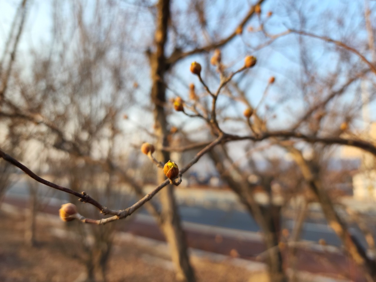 이천시 백사면 한 길가 산수유나무가 꽃망울 터뜨릴 준비를 하고 있다. 9일 수요일인 오늘 경기·인천지역은 대체로 맑겠고, 오전까지 짙은 안개가 끼겠다. (사진=송석원 기자)