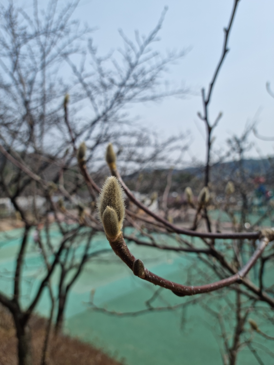 이천설봉공원 어린이놀이터 목련나무 가지에 오른 몽우리가 금방이라도 꽃을 터트릴 것 같다. 11일 금요일인 오늘 경기·인천지역은 오전까지 짙은 안개가 끼겠고, 가끔 구름이 많겠다. (사진=송석원 기자)