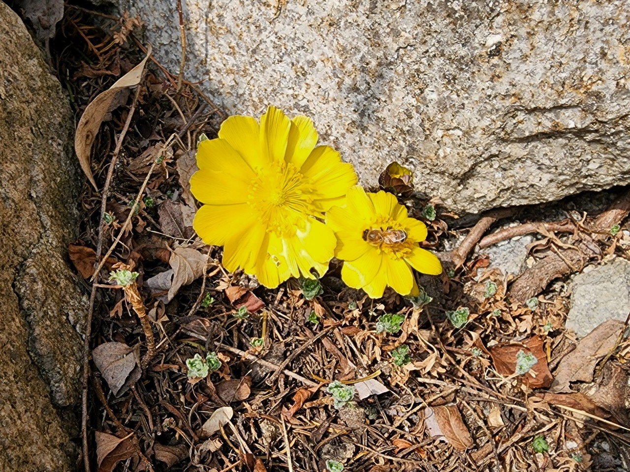 여주황학산수목원에 핀 복수초에 앉은 벌 한 마리가 꿀 사냥에 한창이다. 12일 토요일인 오늘 경기·인천지역은 흐리고, 저녁부터 경기북동지역에서 비가 시작돼 점차 수도권 전 지역으로 확대되겠다. (사진=김광섭 기자)