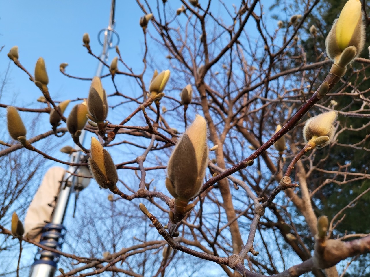 분당중앙공원에 있는 목련 나무가 개화를 준비하고 있다. 30일 수요일인 오늘 경기·인천지역은 아침부터 차차 흐려지겠고, 인천·경기서부지역에서 저녁부터 비가 시작돼 수도권 전 지역으로 확대되겠다. (사진=장은기 기자)