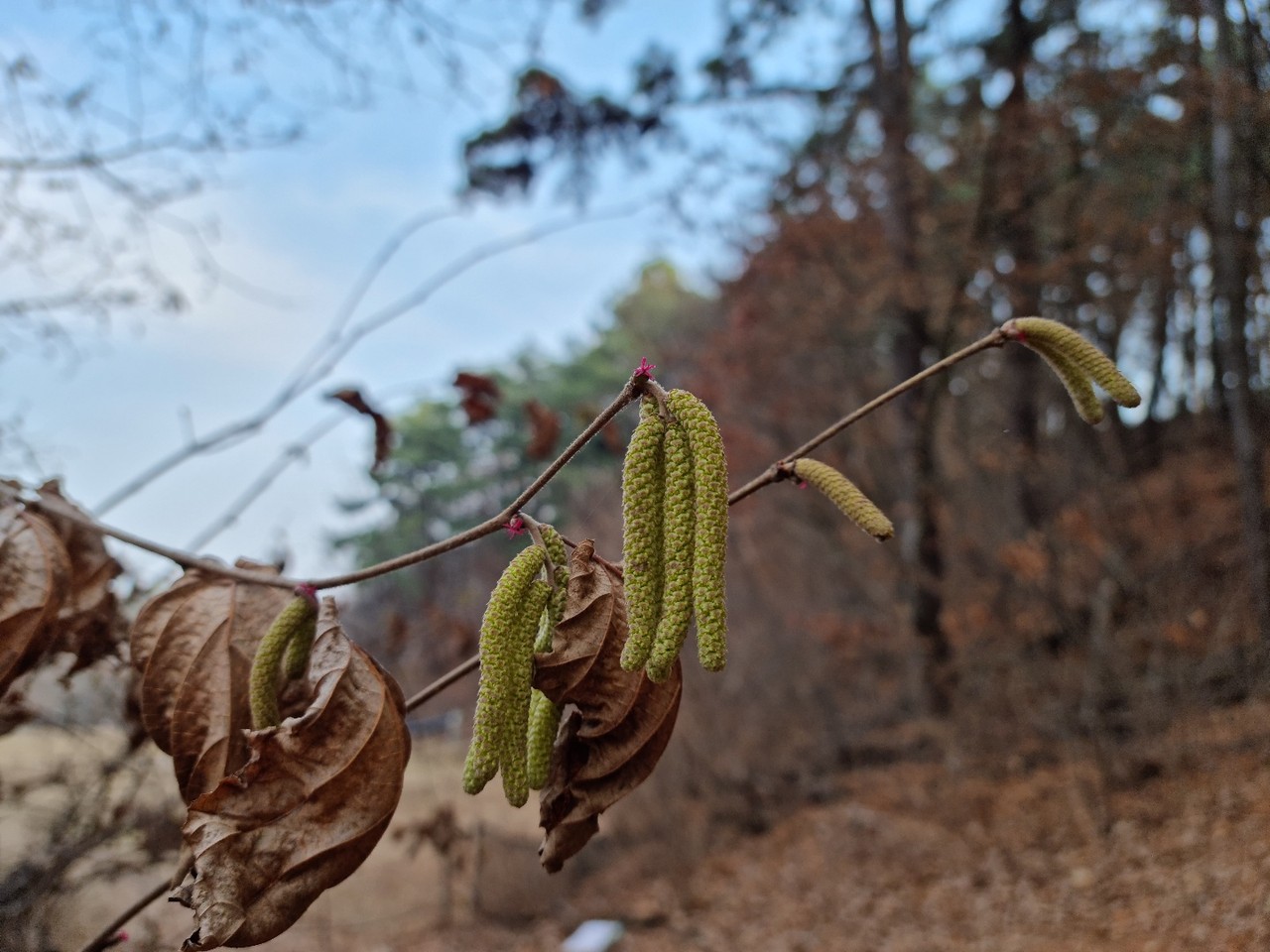 수리산산림욕장 인근 개암나무에 봄이 찾아온 듯, 축 늘어진 수꽃 위로 앙증맞은 붉은색 암꽃이 피어있다. 31일 목요일인 오늘 경기·인천지역은 흐리다가 저녁부터 차차 맑아지겠다. (사진=권광수 기자)