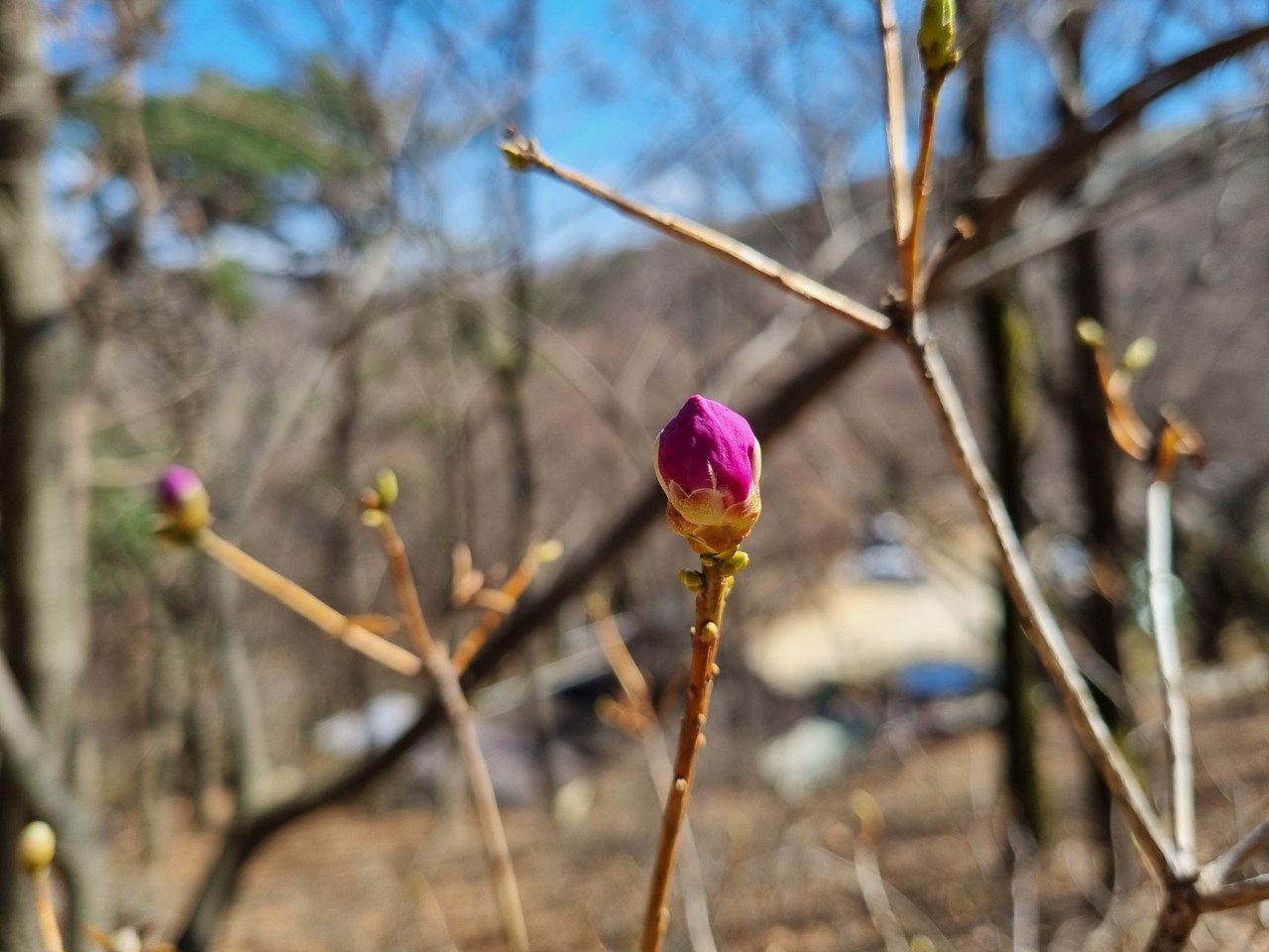 1일 오후 3시께 인천 강화도 백련사에 있는 진달래꽃 몽우리가 금방이라도 꽃을 피울 듯 부풀어 있다. 2일 토요일인 오늘 경기·인천지역은 대체로 맑다가 낮부터 구름이 많아지겠다. (사진=이복수 기자)