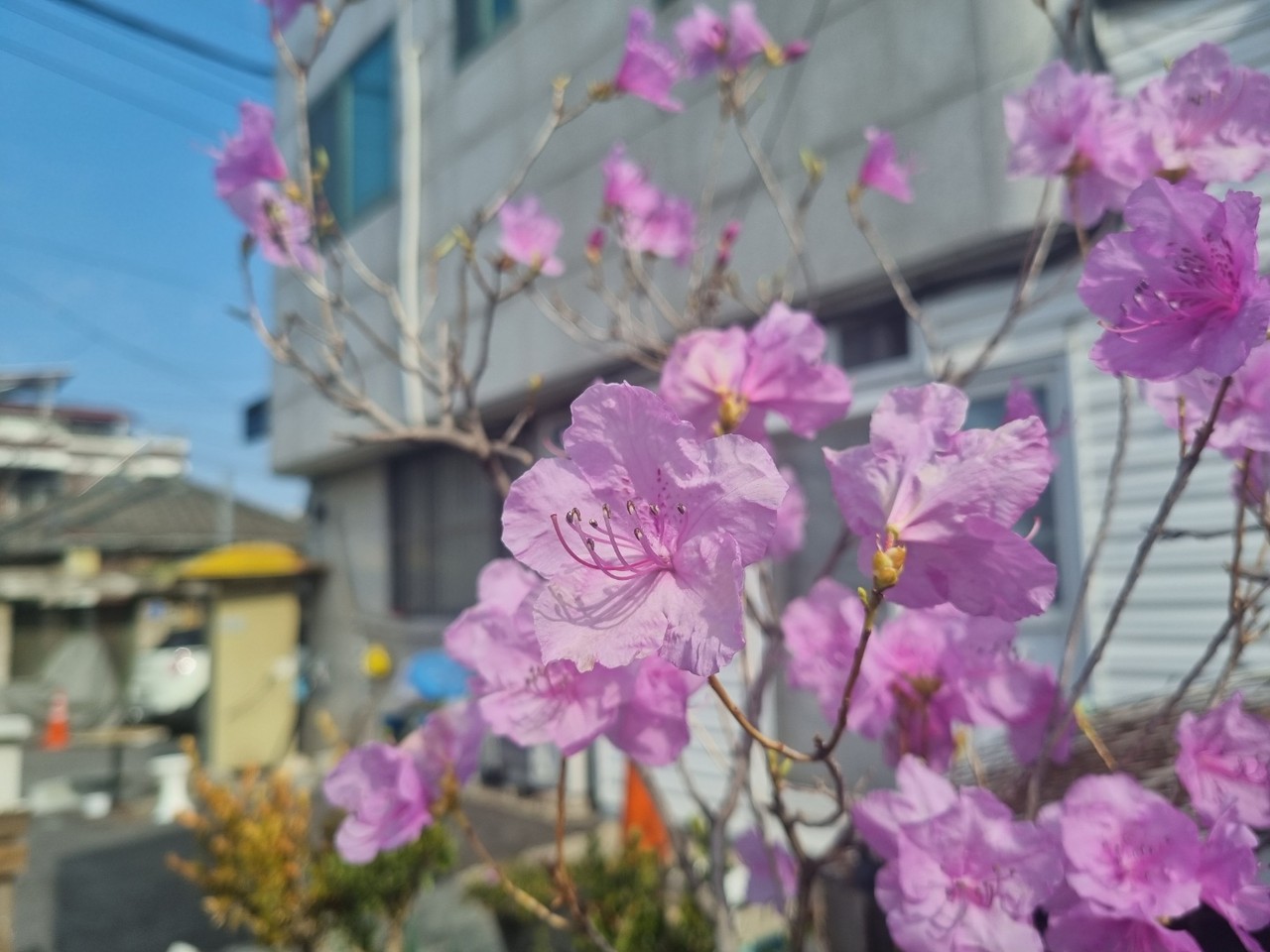 양평군 지평면 한 주택 화단에 진달래꽃이 활짝 피어있다. 8일 금요일인 오늘 경기·인천지역은 서해상에서 동쪽으로 이동하는 고기압의 영향을 받아 맑겠고, 대기가 매우 건조하겠다. (사진=장은기 기자)