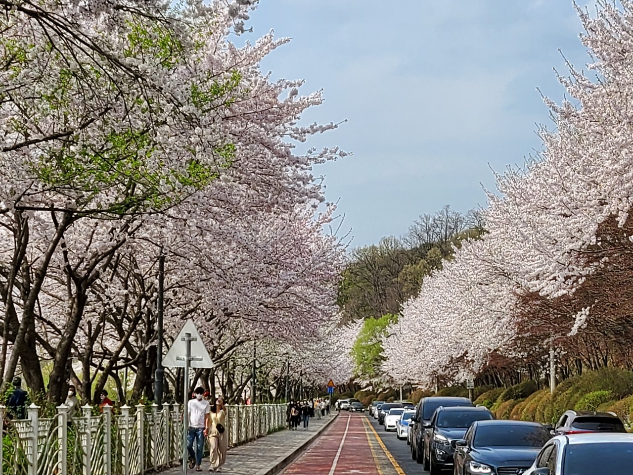 12일 오후 수원시 광교저수지 수변산책로에 벚꽃이 만개해 시민들이 꽃구경에 한창이다. 14일 목요일인 오늘 경기·인천지역은 대체로 흐리고, 아침까지 가끔 비가 내리는 곳이 있겠다. (사진=권영복 기자)