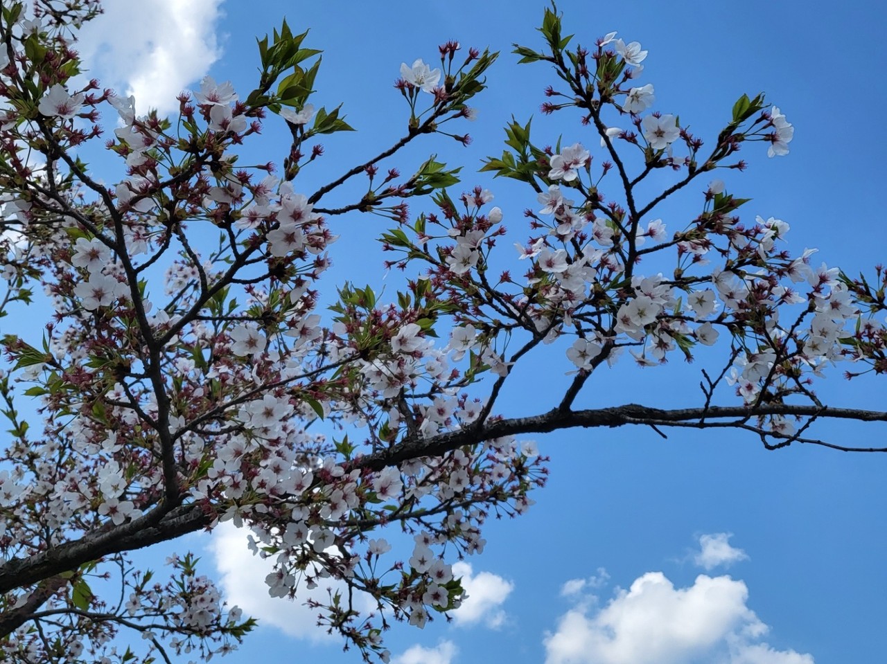양평 갈산공원 벚꽃 사이로 잎이 나오고 있다. 18일 월요일인 오늘 경기·인천지역은 낮과 밤의 기온차가 크겠고, 구름이 많겠다. (사진=장은기 기자)