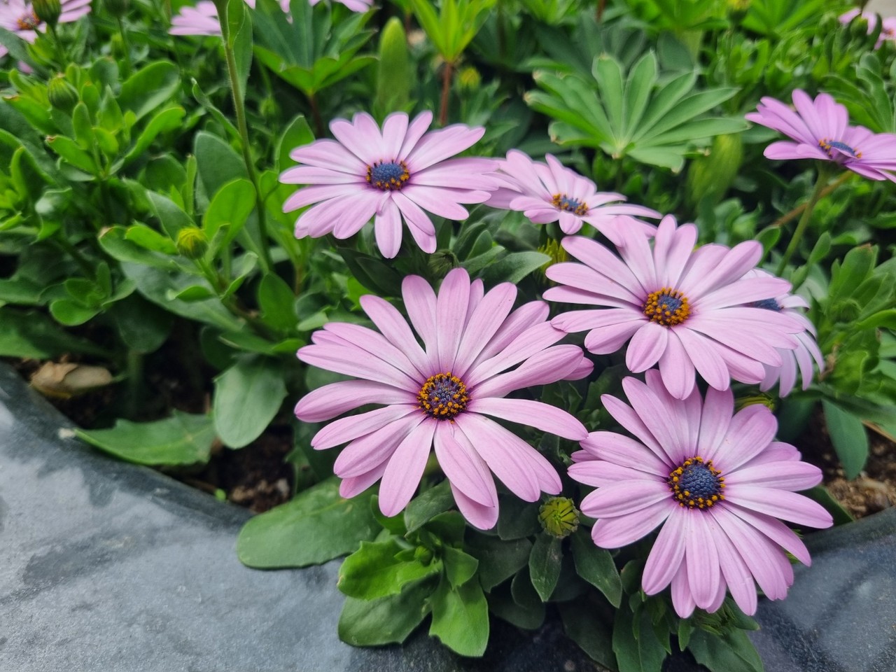 경기도 오산시 두곡동 한 가정집 화단에 오스테오펄멈 꽃이 피어있다. 4일 수요일인 오늘 경기·인천지역은 낮과 밤의 기온차가 크겠고, 맑겠다. (사진=김종대 기자)