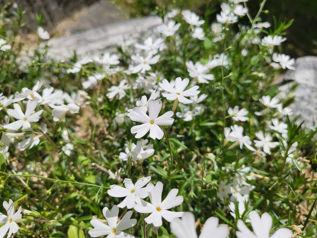과천시 부림동 한 길가에 꽃잔디가 만개했다. 17일 화요일인 오늘 경기·인천지역은 낮과 밤의 기온차가 크겠고, 대체로 맑겠다. (사진=권광수 기자)