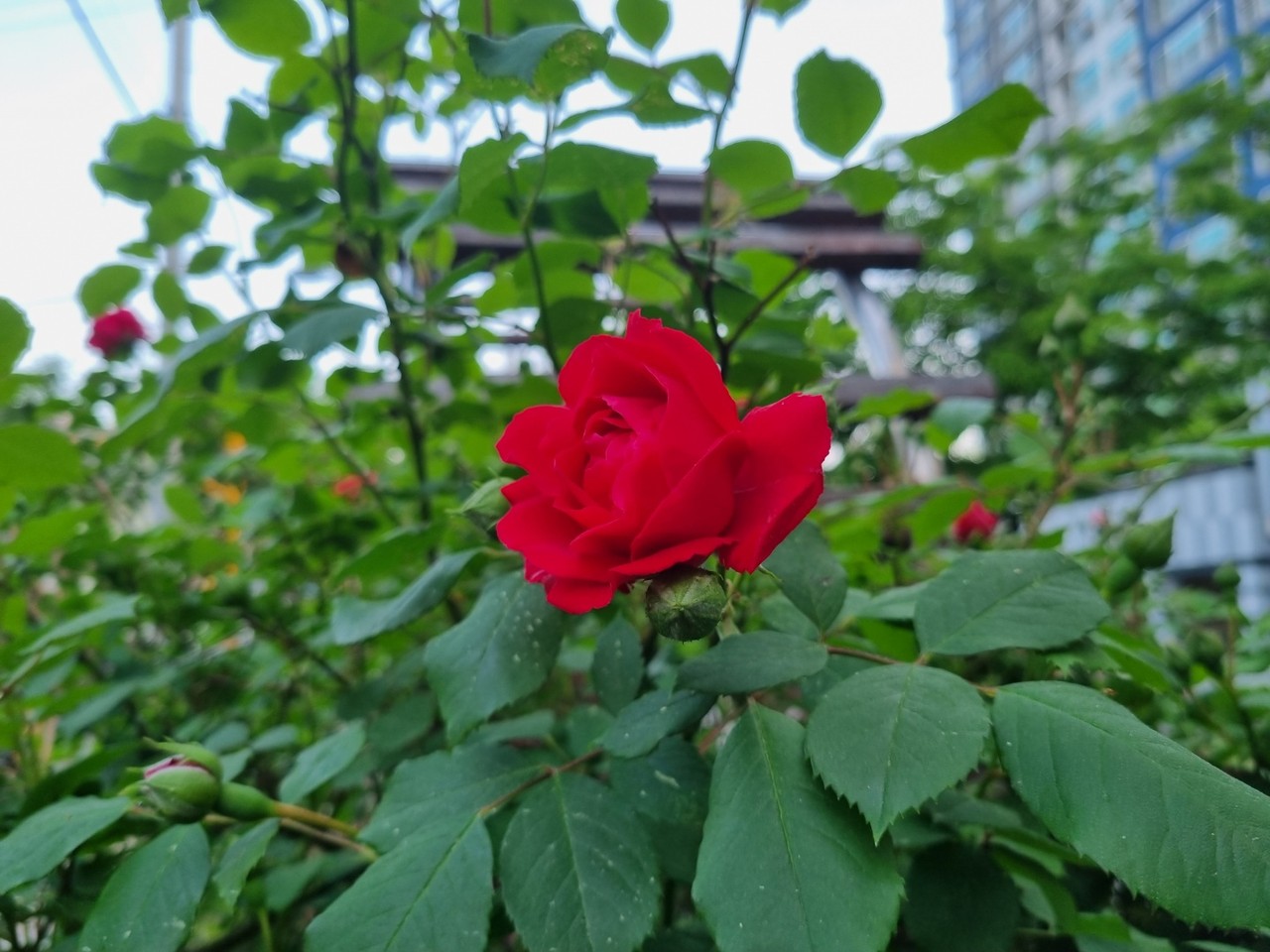 평택시 비전동 한 아파트 단지에 빨간 장미꽃이 활짝 피어있다. 18일 수요일인 오늘 경기·인천지역은 오전부터 낮 사이에 구름이 많겠다. (사진=김종대 기자)
