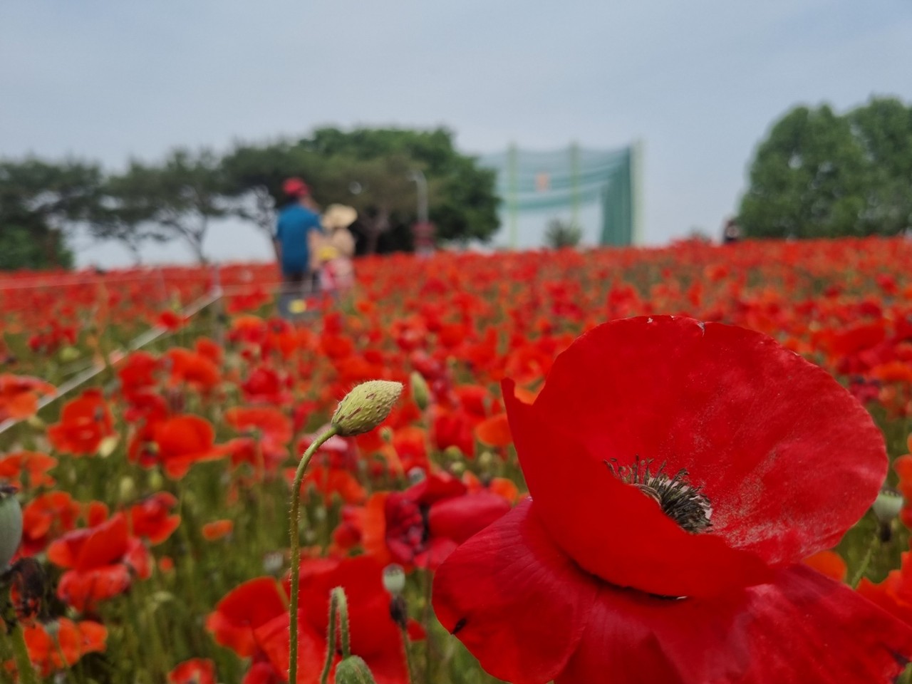 수원시 탑동 시민공원에 꽃양귀비가 피어있다. 29일 일요일인 오늘 경기·인천지역은 가끔 구름이 많겠고, 저녁부터 흐려지겠다. (사진=권영복 기자)