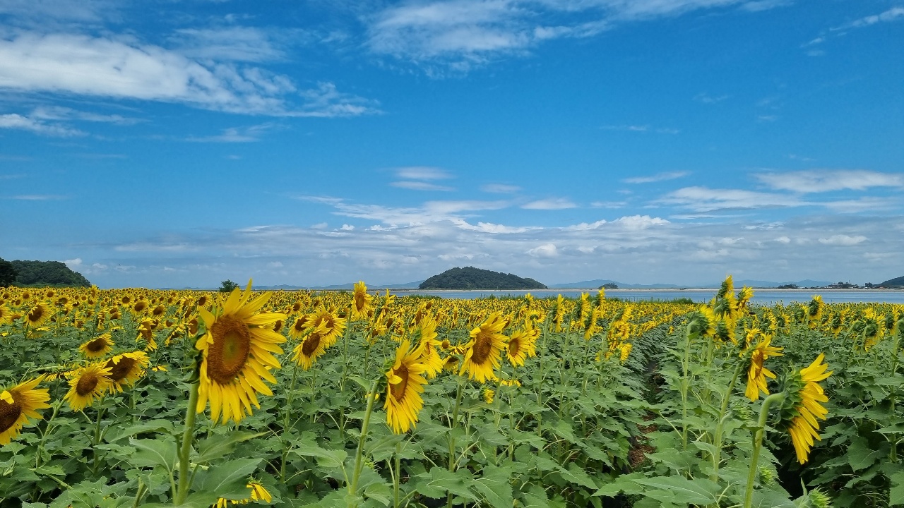 18일 오전 강화군 교동면 난정저수지 바로 옆 약 3만 3000㎡ 면적에 해바라기 10만여 송이가 가득하다. (사진=이복수 기자)