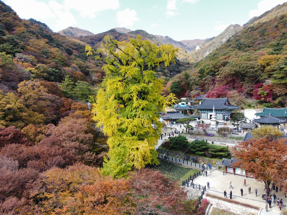 25일 오후 1시10분께 찾은 양평 용문사 은행나무의 그 웅장함이 말 그대로 거대하게 느껴진다. (사진=김광섭 기자)