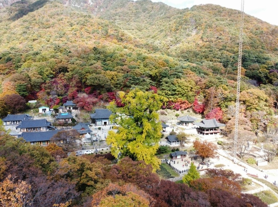 양평 용문면 ‘용문사’의 가을 풍경. 매년 가을이 오기 전인 절기상 입동때가 은행나무의 노란 단풍을 보기 제격이다. 사진은 지난 10월 25일 모습. (사진=김광섭 기자)