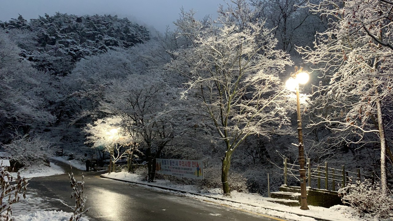 15일 오후 6시께 경기북부지역에 많은 눈이 내린 가운데 동두천 소요산 벚꽃나무에 내려앉은 흰 눈이 어두워지면서 꼭 벚꽃처럼 보여 장관을 이루고 있다. (사진=오기춘 기자)