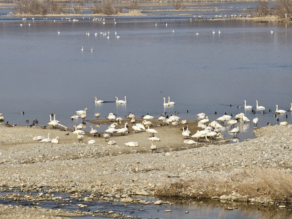 23일 오후 2시20분께 겨울철새인 ‘고니’ 수천 마리가 하남시 팔당대교 남단 쪽 산곡천 앞 한강에서 먹이사냥을 하고 있다. (사진=장은기 기자)