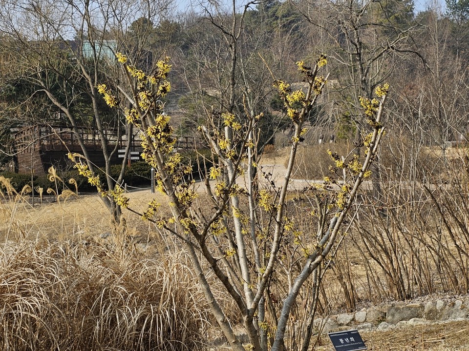 5일 오전 10시35분께 여주황학산수목원에 노란색 꽃 풍년화가 활짝 피어 상춘객들을 반기고 있다. (사진=김광섭 기자)