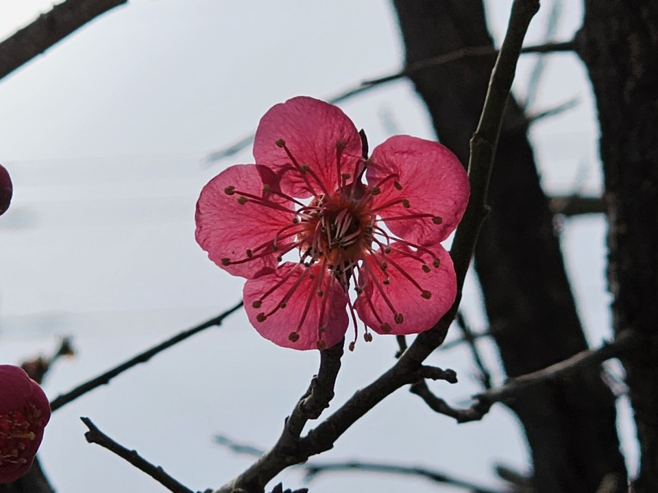 8일 오전 11시50분께 양평군·읍 양평병원 화단에 빨강의 홍매화와 노란색의 민들레가 활짝 피어나고 있다. 수도권기상청은 이날 경기·인천지역은 흐리고, 경기북부에는 낮부터 가끔 비가 내리겠다며 그 밖에 지역에는 밤부터 비가 내리기 시작하겠다고 예보했다. 예상 강수량은 다음날 아침까지 경기북부 5~10㎜, 그 밖의 지역에는 5㎜ 미만이겠다고 예상했다. 아침 최저기온은 1~8도, 낮 최고기온은 13~19도로 예보했다.