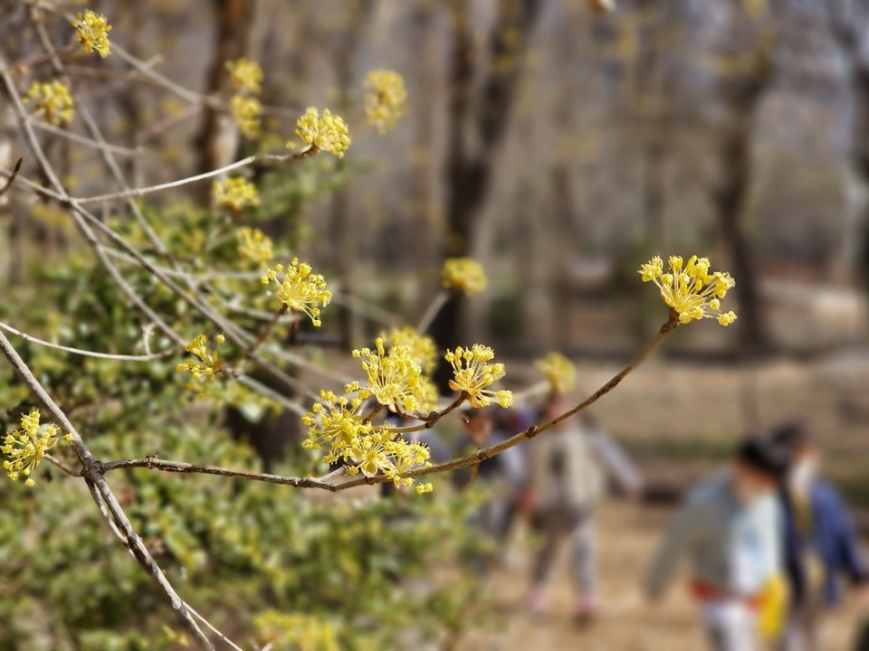 21일 오후 1시20분께 오산물향기수목원으로 소풍 나온 유치원생들이 노란 산유꽃을 배경으로 추억을 남기고 있다. (사진=김종대 기자)