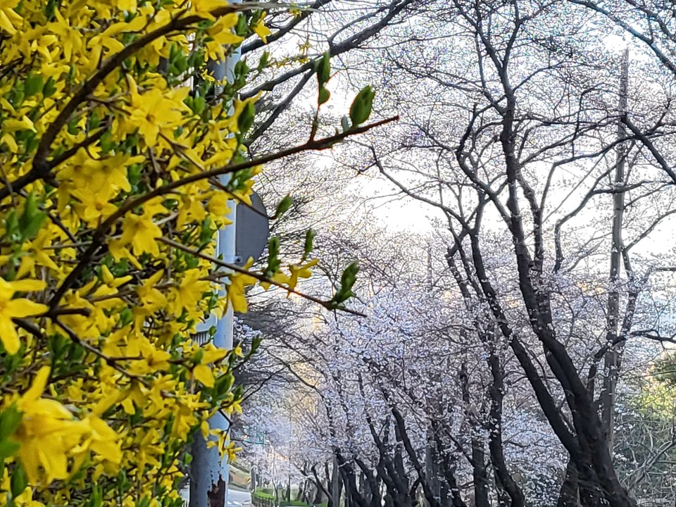 30일 오전 9시께 수원시 팔달산 자락의 구 경기도청사 주변 벚꽃과 개나리꽃이 만개해 시민들에게 아름다움과 화려함을 함께 선사하고 있다. (사진=김유정 기자)