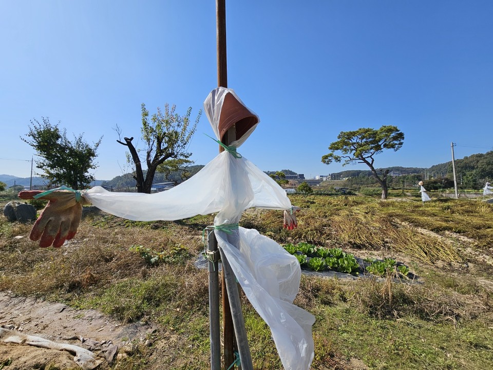 17일 오전 10시50분께 이천시 마장면의 한 밭에 허술해 보이는 허수아비가 펼쳐놓은 들깨를 지키고 있다. (사진=송석원 기자)