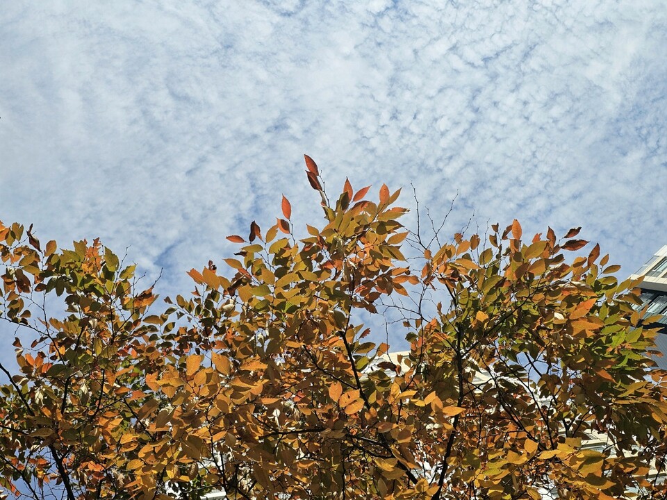 [세성만사] 서리 내리는 절기, 상강(霜降). (사진=강상준 기자)