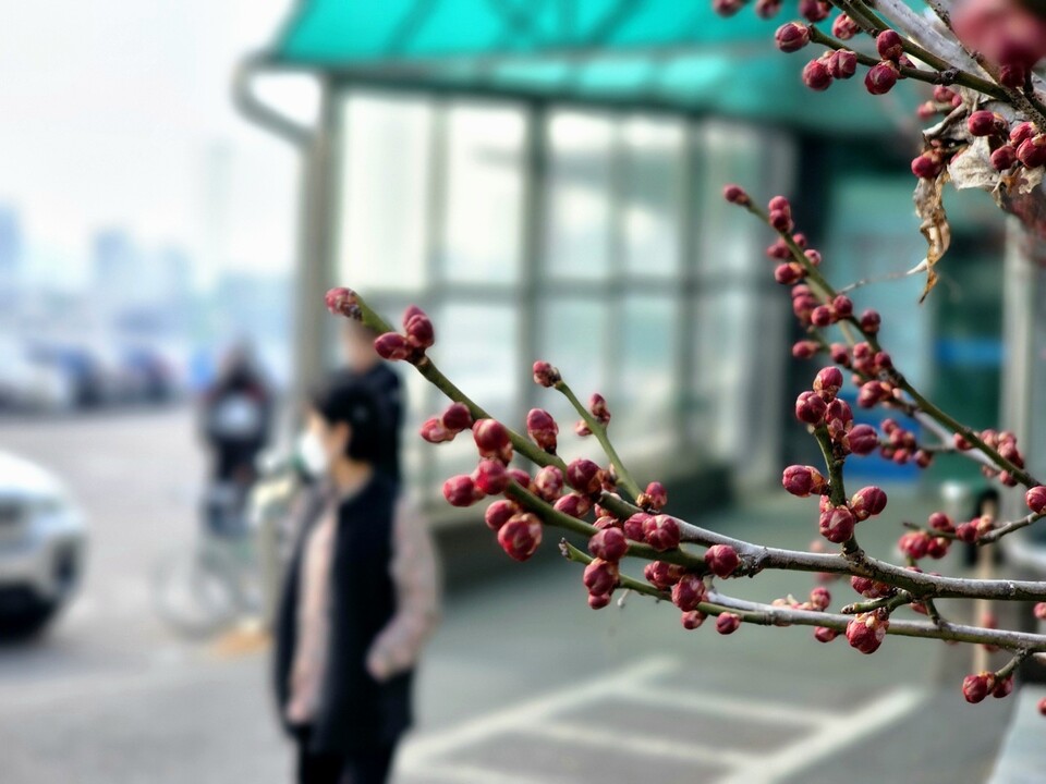 9일 오후 3시35분께 양평군 한 병원 화단에 홍매화 봉오리가 막 터지기 직전 모습을 보이고 있다. (사진=이건구 기자)