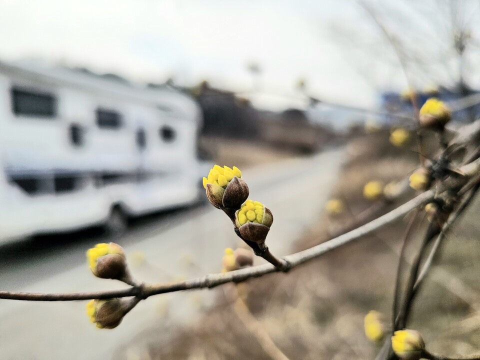 14일 낮 12시50분께 수도권제2순환고속도로 오산행복휴게소 인근에 노란 산수유 꽃망울이 터지며 완연한 봄기운을 전하고 있다. (사진=김종대 기자)