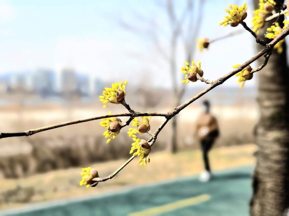 절기상 춘분인 20일 오전 11시30분께 여주시 현암동 걷고싶은거리에 산수유꽃이 노랗게 피어나 봄기운을 전하고 있다. (사진=김광섭 기자)