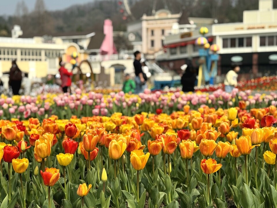 27일 오전 11시10분께 용인 에버랜드 튤립축제장에서 붉은색과 노란색 튤립이 만개해 관람객들의 발길을 붙잡고 있다. (사진=허찬회 기자)