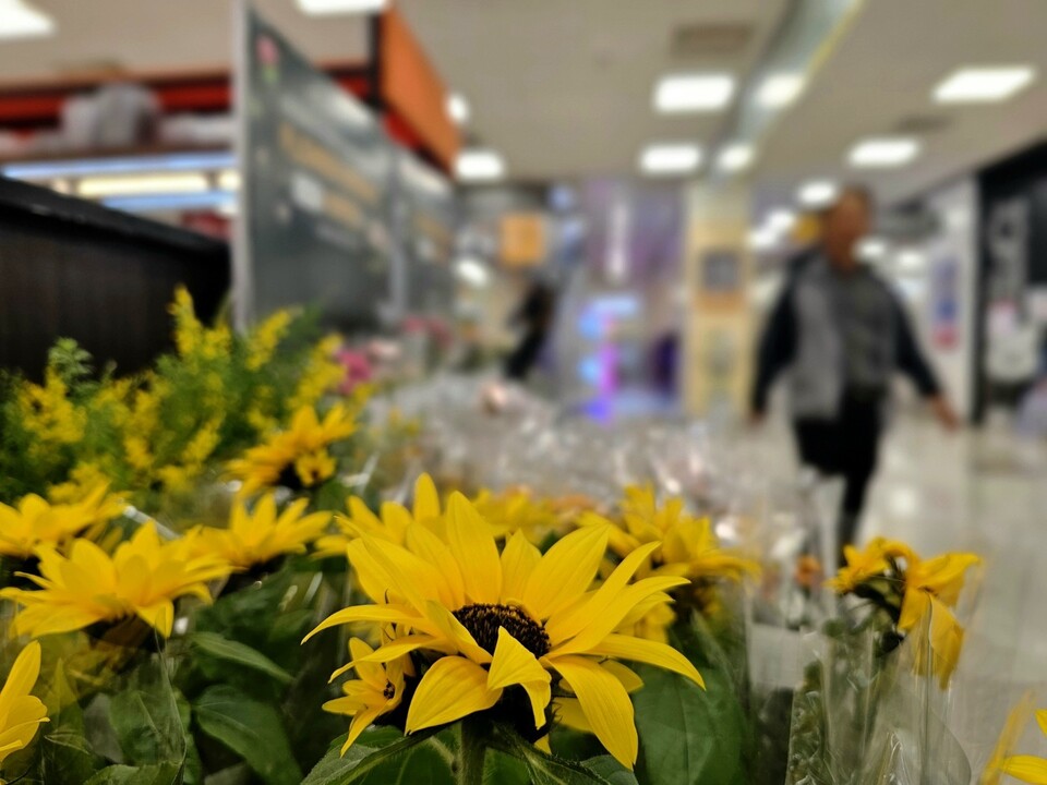 4일 오전 11시50분께 여주시 홍문동의 한 대형마트에 손바닥만 한 크기의 해바라기 화분이 진열·판매되고 있다. (사진=김광섭 기자)