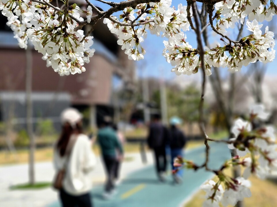 5일 오후 1시30분께 여주시 현암동 걷고싶은거리에 벚꽃이 활짝 피어 시민들이 봄 정취를 즐기며 걷고 있다.  (사진=김광섭 기자)