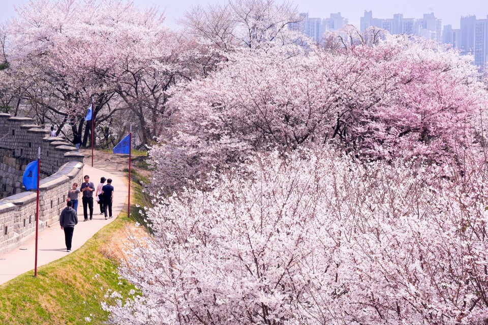 수원화성 동장대에서 동북각루로 내려오는 성곽길에 벚꽃이 활짝 피어 있다. (사진제공=수원시)