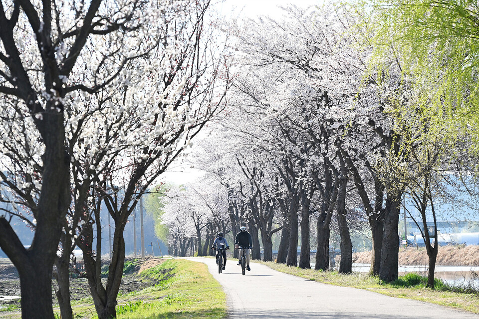 벚꽃 핀 시흥 연꽃테마파크 전경. (사진제공=시흥시)