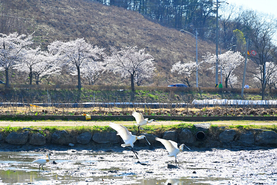 벚꽃 핀 시흥 연꽃테마파크 전경. (사진제공=시흥시)
