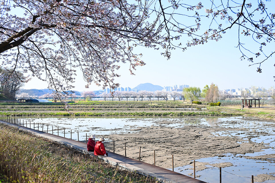 벚꽃 핀 시흥 연꽃테마파크 전경. (사진제공=시흥시)