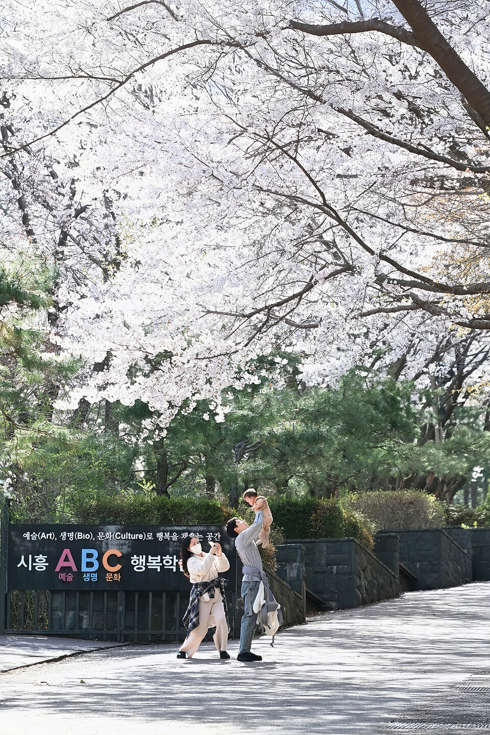 벚꽃 핀 시흥 소래산. (사진제공=시흥시)