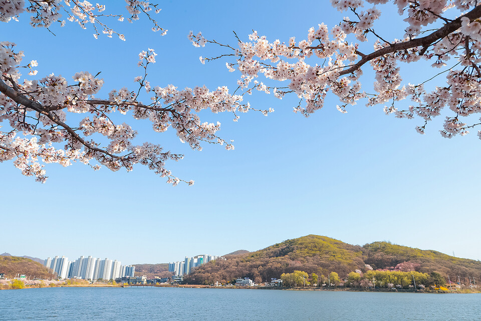 벚꽃 핀 시흥 물왕호수 전경. (사진제공=시흥시)