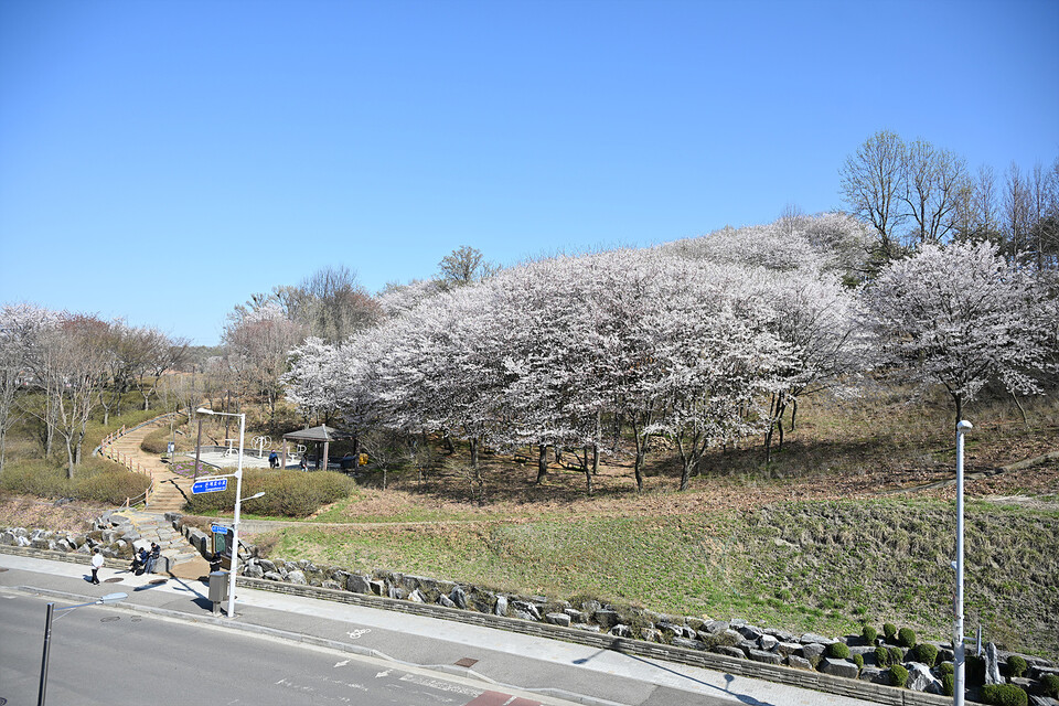 벚꽃 핀 시흥 오난산 전경. (사진제공=시흥시)