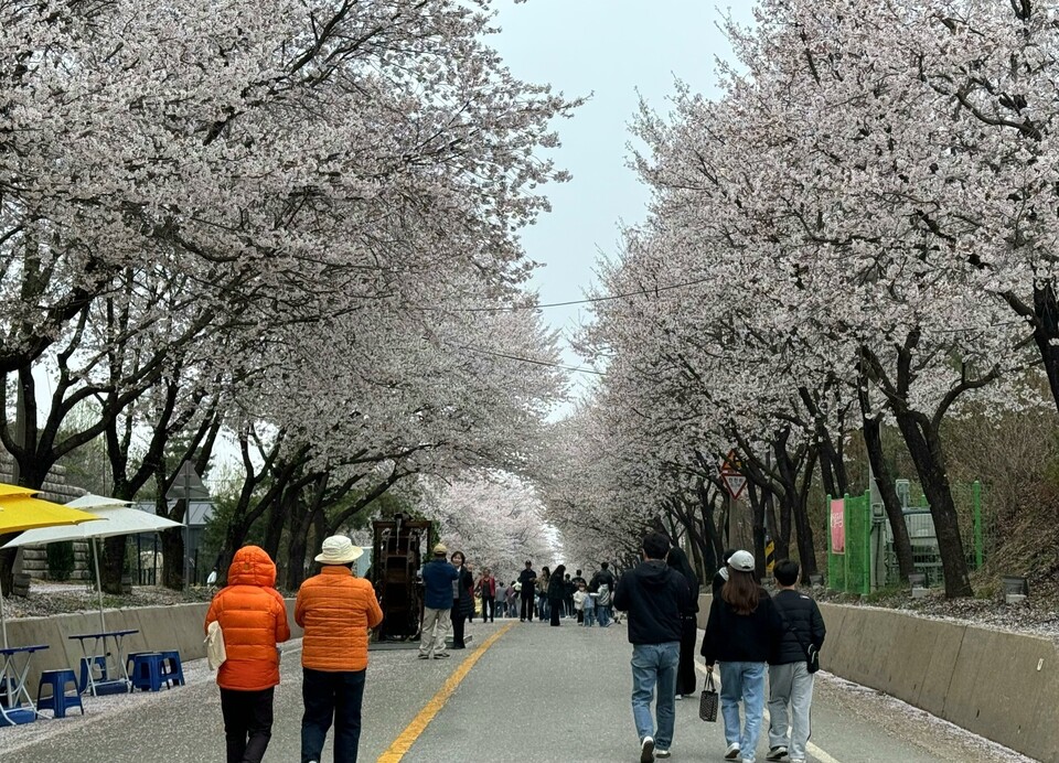 여주시 흥천면 일대에서 열리는 ‘여주 흥천 남한강 벚꽃축제’는 벚꽃을 따라 걷는 길 자체가 축제인 봄 행사다. 올해 축제는 10일부터 12일까지 사흘간 진행된다. (사진=김광섭 기자)