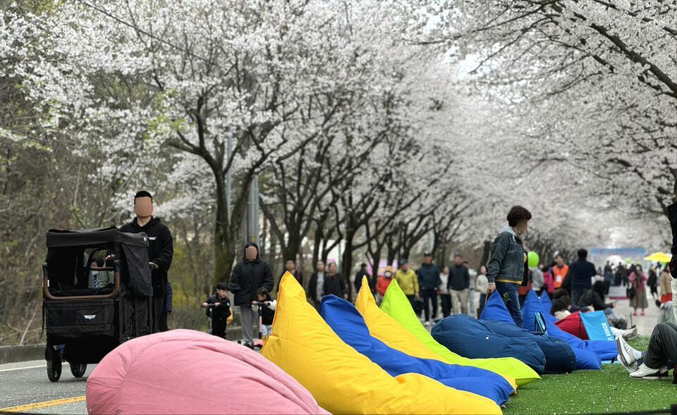 여주시 흥천면 일대에서 열리는 ‘여주 흥천 남한강 벚꽃축제’는 벚꽃을 따라 걷는 길 자체가 축제인 봄 행사다. 올해 축제는 10일부터 12일까지 사흘간 진행된다. (사진=김광섭 기자)