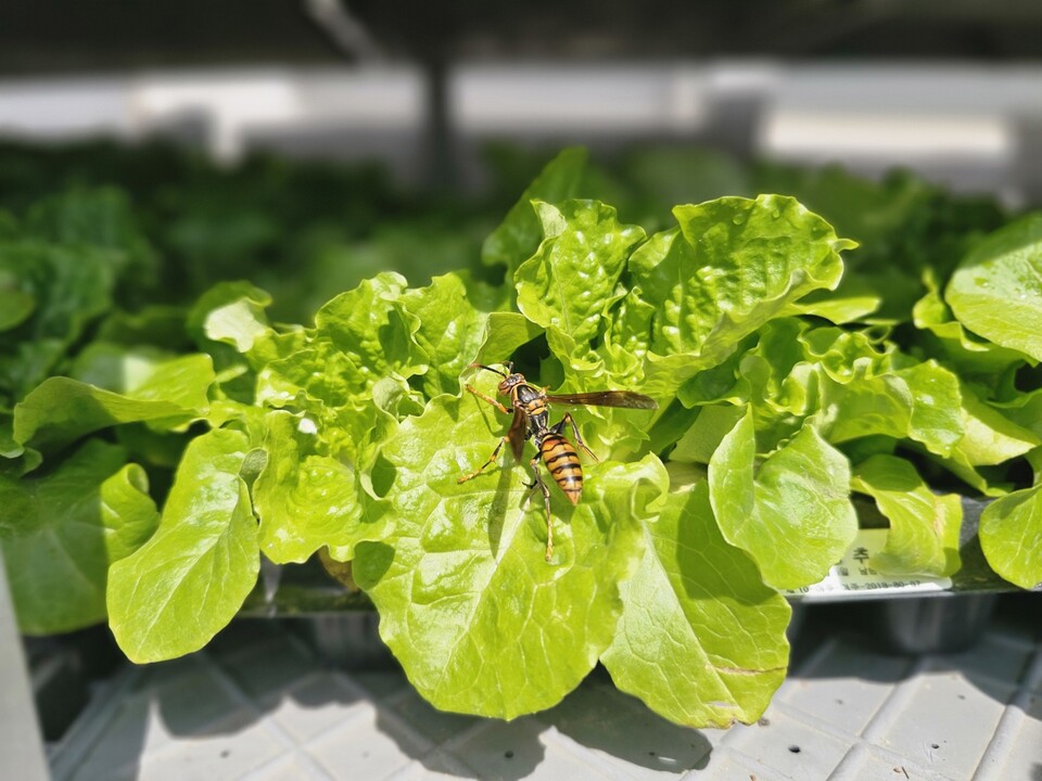 12일 낮 12시40분께 이천시 부발읍의 한 모종 가게에서 말벌 한 마리가 상추 모종 위에 내려앉아 분주한 오후를 보내고 있다. (사진=송석원 기자)