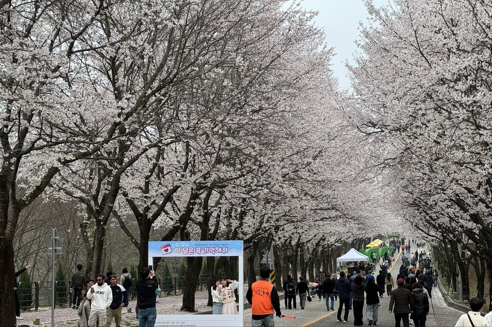 제10회 여주흥천남한강벚꽃축제가 43만명의 방문객을 기록하며 역대 최대 규모로 마무리됐다. (사진=중앙신문DB)