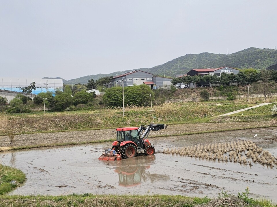 22일 오후 1시40분께 여주시 강천면 간매리 논에서 한 농부가 트랙터를 이용해 물을 댄 논을 갈아엎는 로터리 작업을 하고 있다. (사진=김광섭 기자)