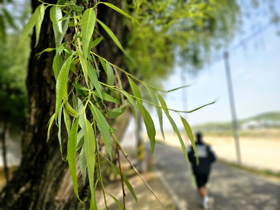 22일 오후 2시30분께 이천시 진리동 복하천수변공원에서 한 시민이 쭉 늘어진 수양버들 가지를 뒤로 한 채 러닝을 즐기고 있다. (사진=송석원 기자)