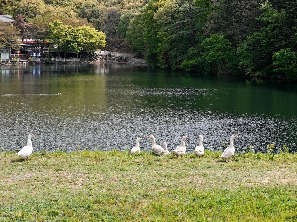 23일 오전 10시50분께 용인시 모현읍 갈월저수지 둑방에서 거위 떼가 한가롭게 거닐고 있다. (사진=허찬회 기자)