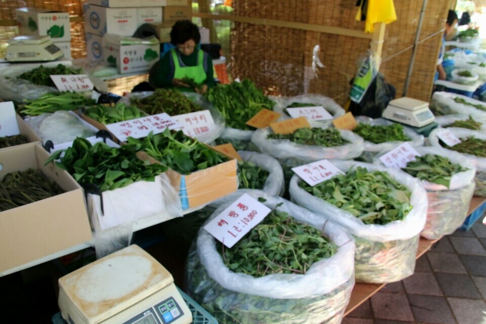 24일 열린 ‘용문산 산나물축제’ 산나물 판매장에서 두릅과 취나물 등 제철 산나물이 진열돼 있다.